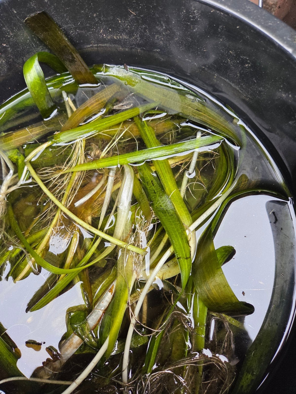 Stekken uit de vijver  winterhard, Ophalen