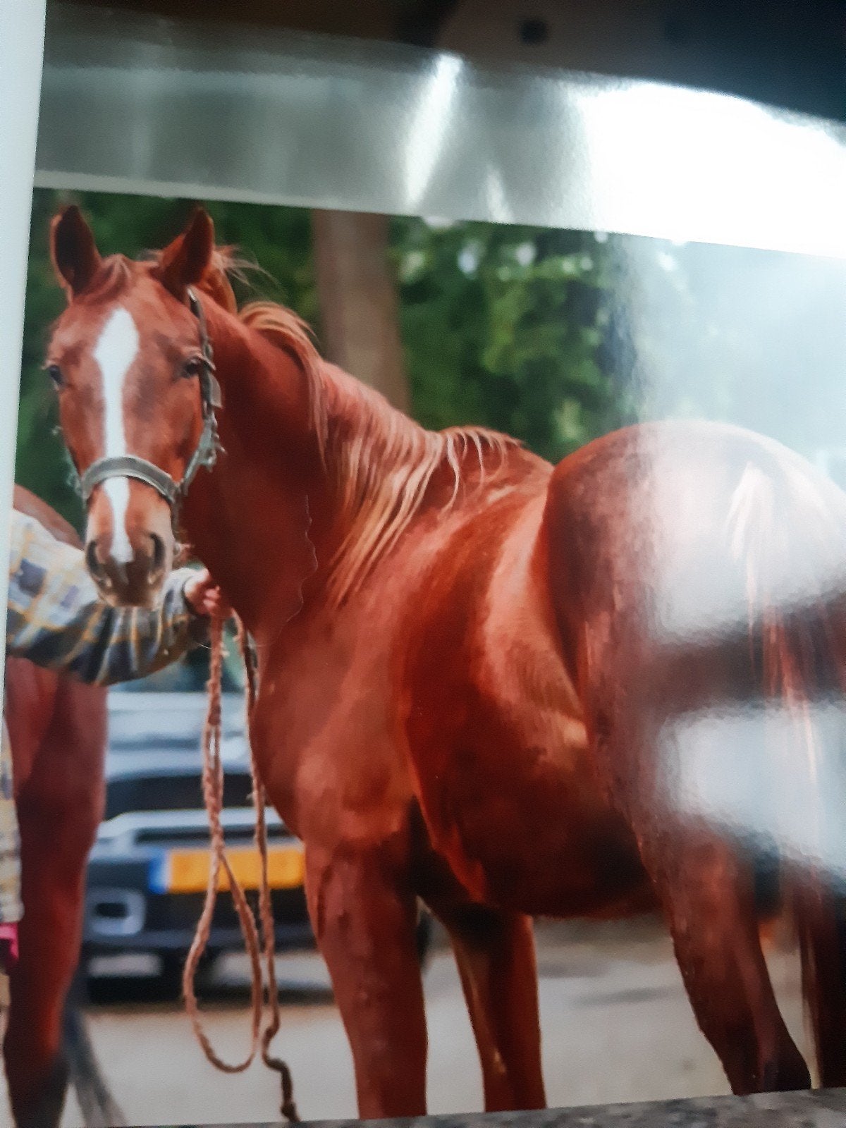 zeer knappe Vosmerrie 4jr, Merrie, Dressuurpaard