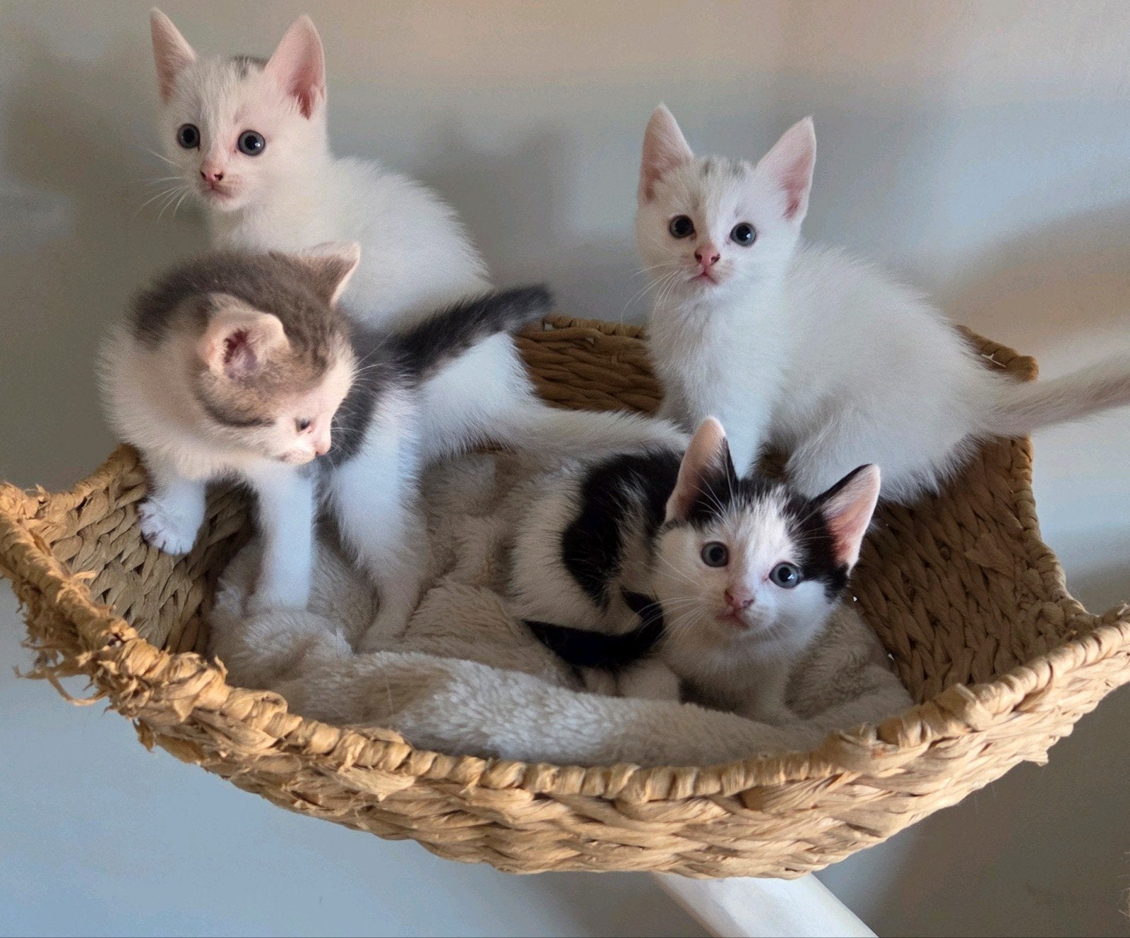 kruising Europees korthaar Maine coon kittens, Dieren en Toebehoren, Katten en Kittens | Raskatten | Langhaar, Meerdere dieren