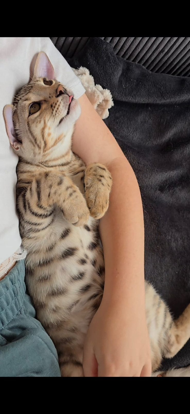Exclusieve Bengal kater met stamboom, Dieren en Toebehoren, Kater, Gechipt