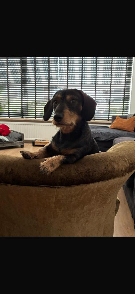 Teckel dekreu, Dieren en Toebehoren, Honden | Teckels en Dashonden, Standaard, Reu, Eén hond, 3 tot 5 jaar