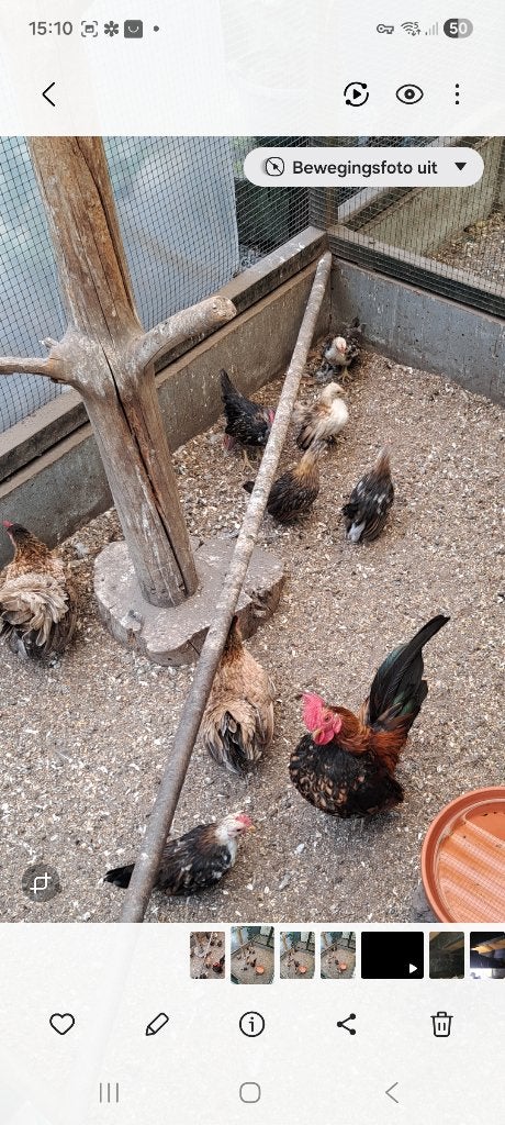 serama kuikens, Dieren en Toebehoren, Meerdere dieren, Kip