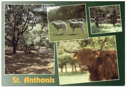 Boswachterij St. Anthonis 4 puik Schapen  gelopen 1995, Verzenden, 1980 tot heden, Gelopen, Noord-Brabant
