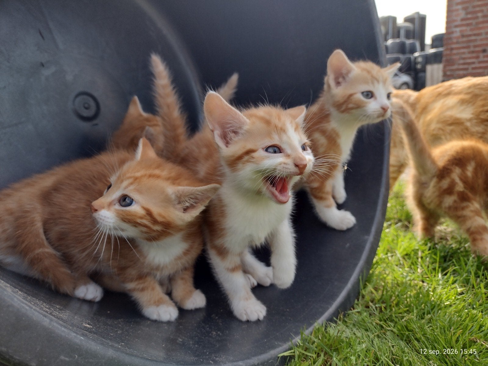 Te koop: prachtige rode kittens/poesjes, Dieren en Toebehoren, Poes