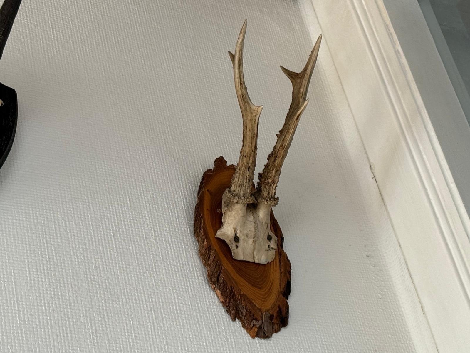 Hertenkop en gemshoorns op schild - Vintage jachtdecoratie, Ophalen of Verzenden