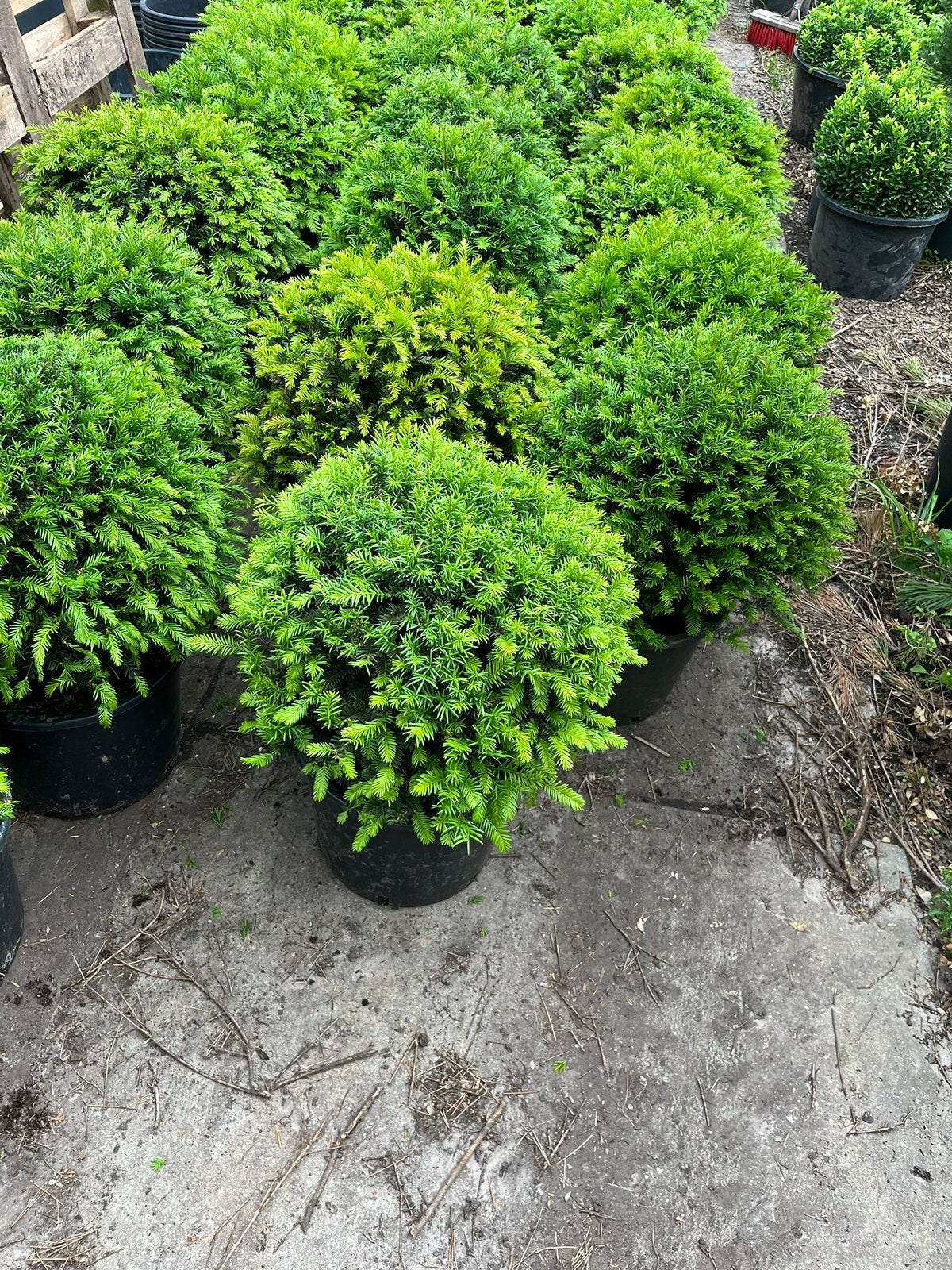 Foto 5 van Ilex bollen - Diverse andere soorten in bolvorm