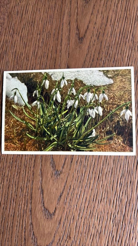 Bloemen. Sneeuwklokjes in het land, Ophalen of Verzenden, Ongelopen, Overige thema's