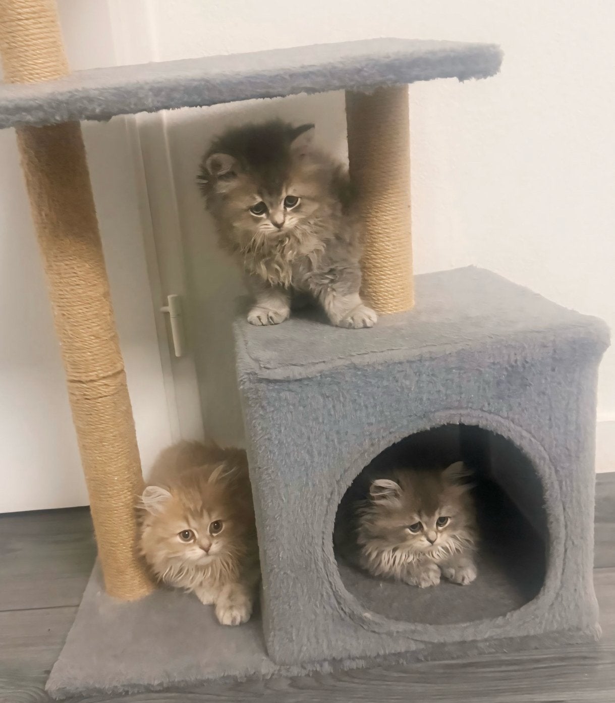 Blue pointXGolden blue shaded kittens, Meerdere dieren, Langharig, 0 tot 2 jaar