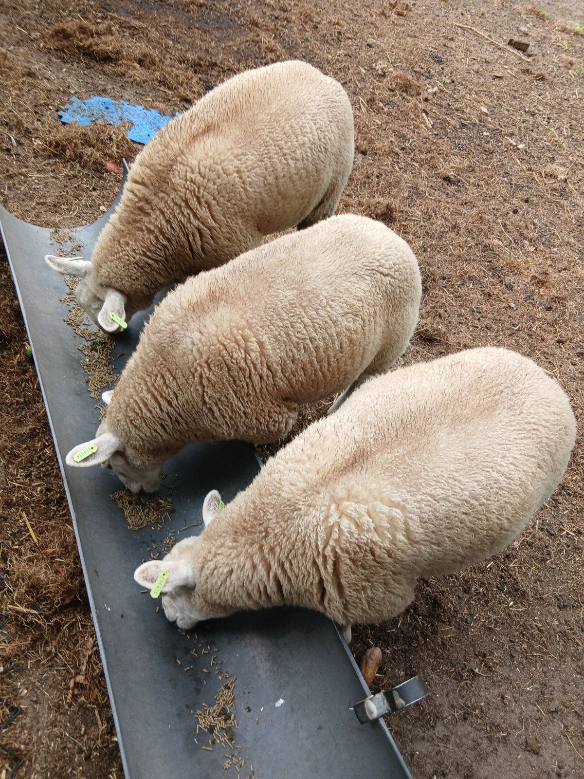 2 weide lammeren!, Meerdere dieren, Schaap