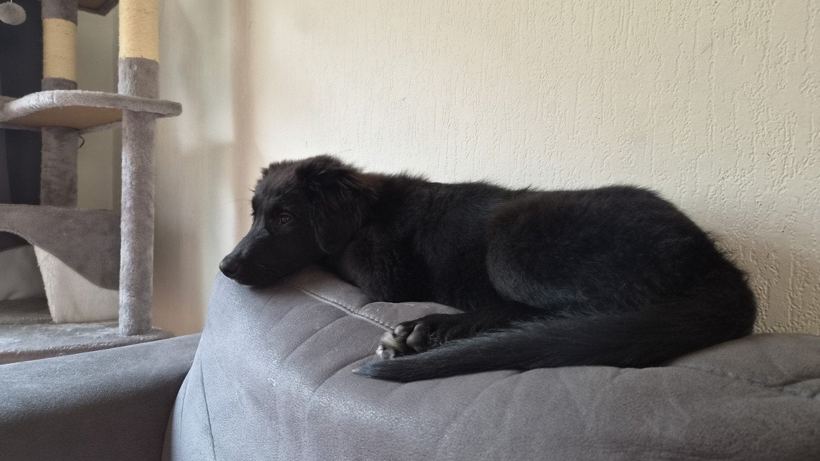 lieve boaz zoekt een gouden mandje, 15 weken tot 1 jaar, Reu, Eén hond, CDV (hondenziekte)