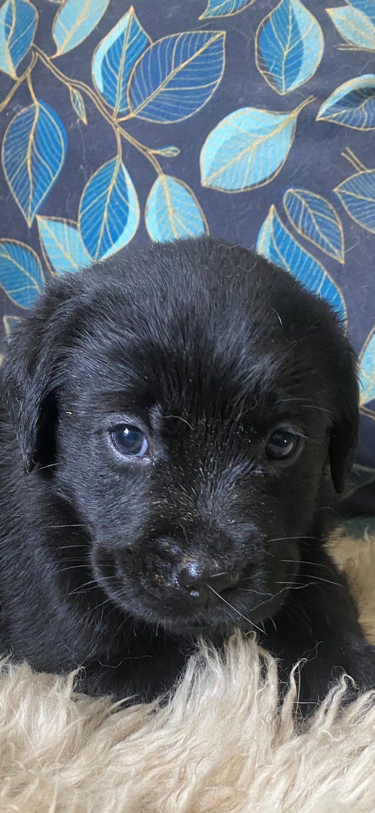 Super mooie‼️ Zwarte Labrador pups, Dieren en Toebehoren, Labrador retriever, Meerdere, Meerdere dieren, Nederland