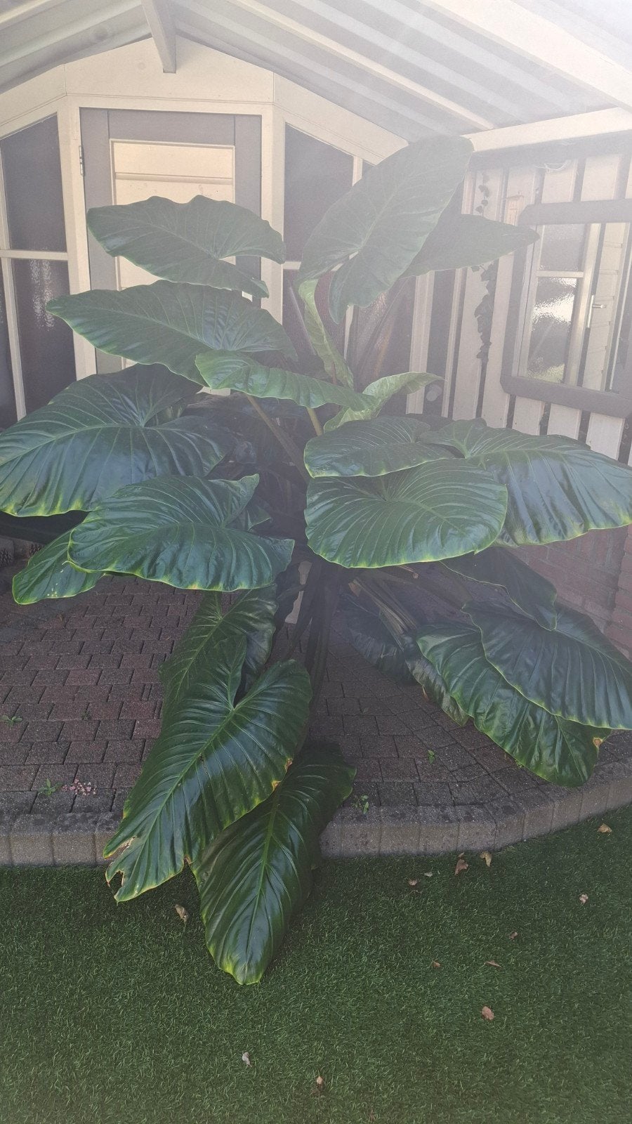 Grote Olifantsoor (Alocasia) in pot, Huis en Inrichting, Ophalen, Overige soorten, Halfschaduw, In pot