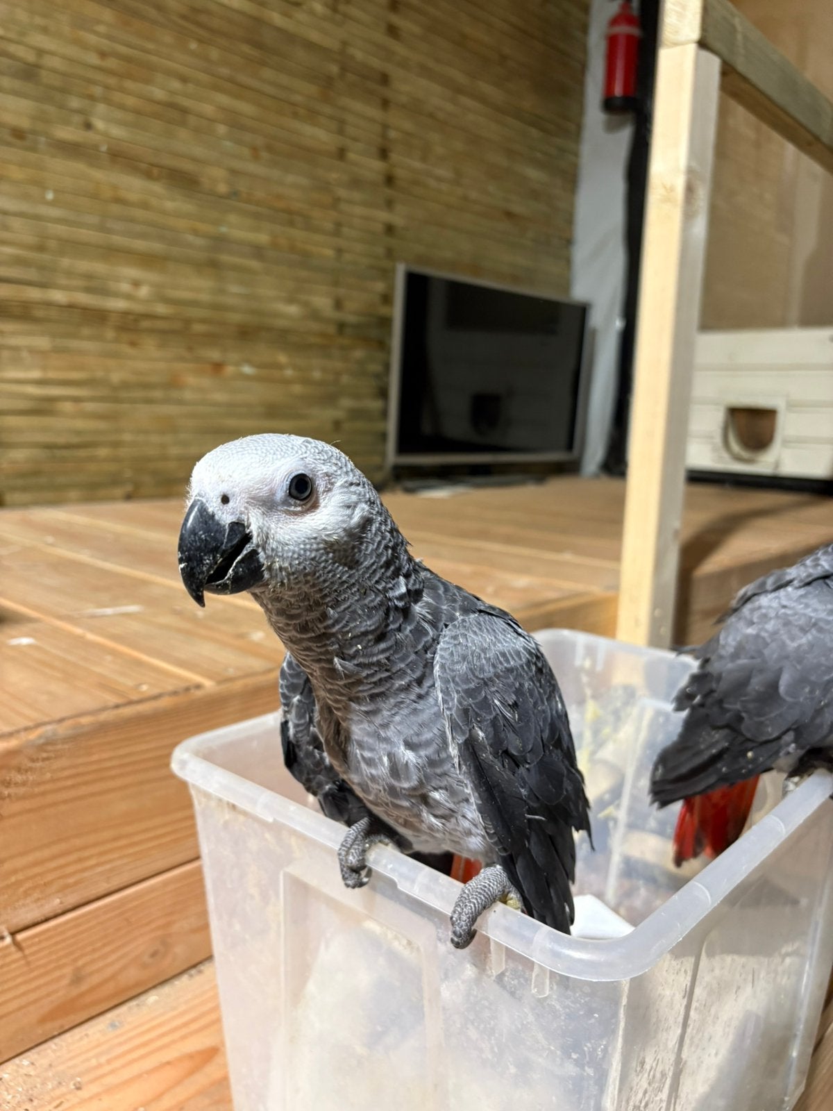 Jonge Grijzeroodstaart papegaaien, Meerdere dieren, Papegaai, Tam