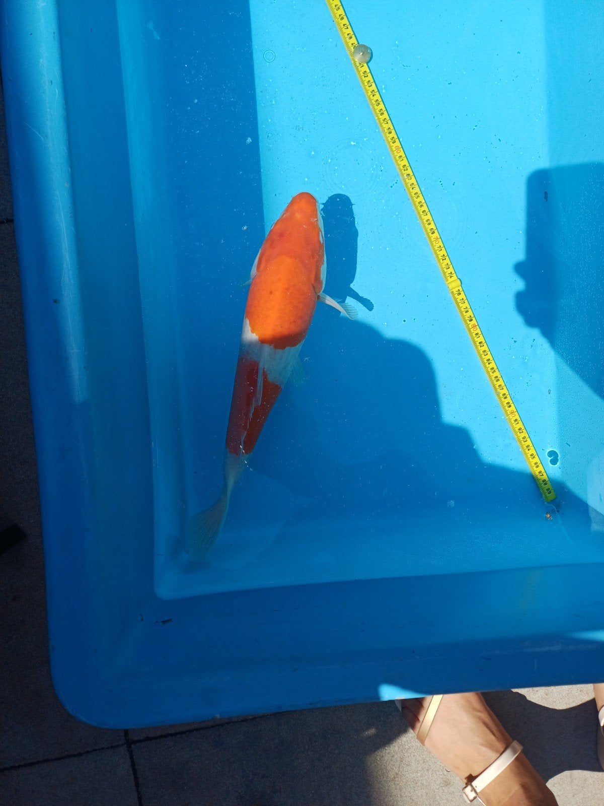 Koi karper vrouwtje, Dieren en Toebehoren, Vissen | Vijvervissen, Karper of Koi
