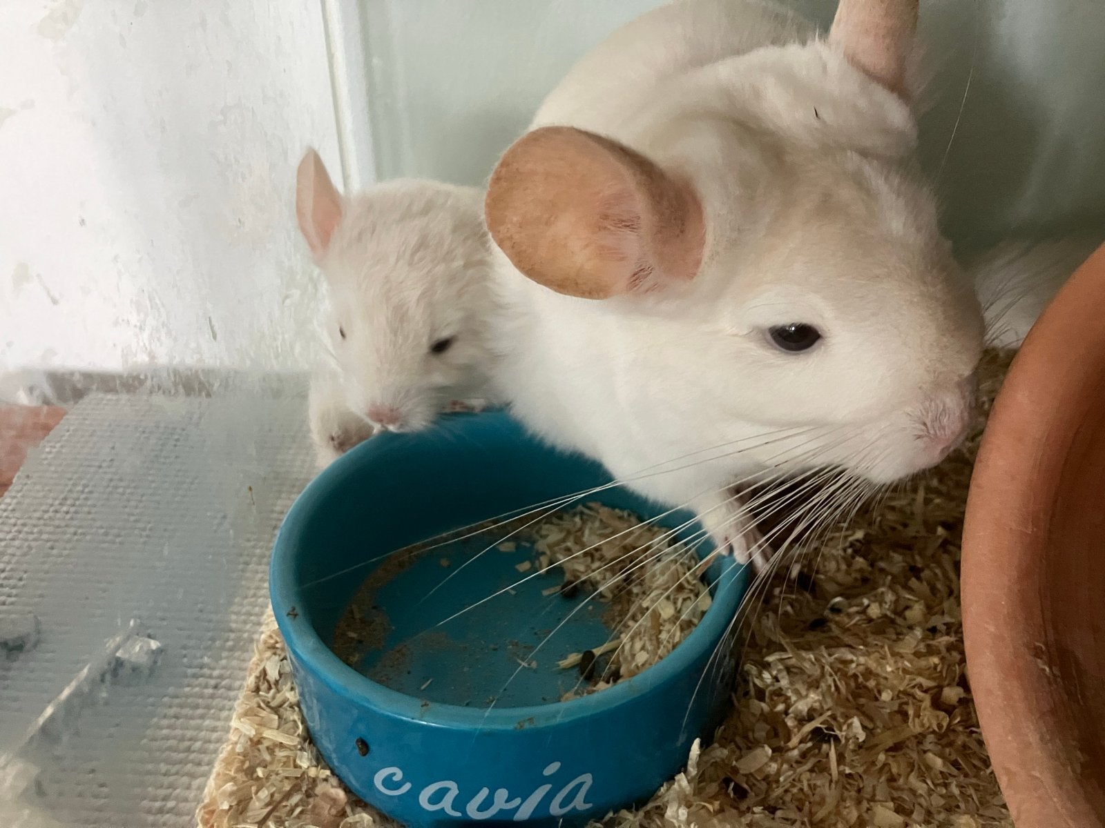 Gold bar (lowe weiss) chinchilla vrouwtje, Dieren en Toebehoren, Knaagdieren, Chinchilla, Augustus, Vrouwelijk, Tam