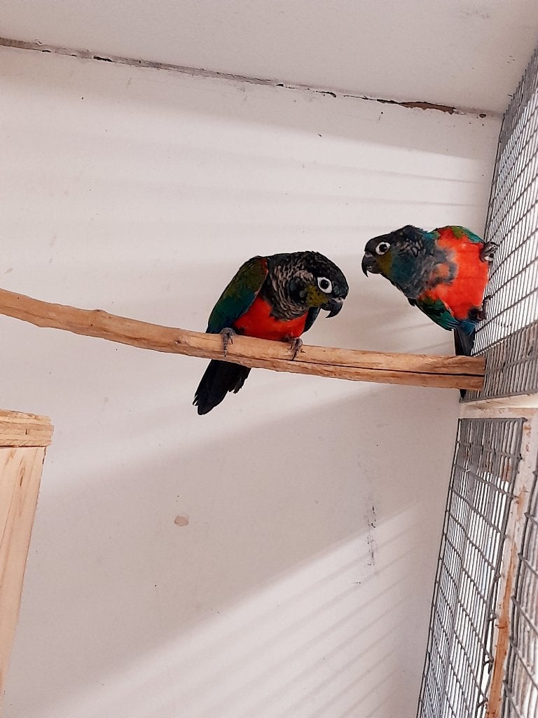 1-1 pyrrhura perlata, Dieren en Toebehoren, Vogels | Parkieten en Papegaaien, Meerdere dieren, Parkiet, Geringd