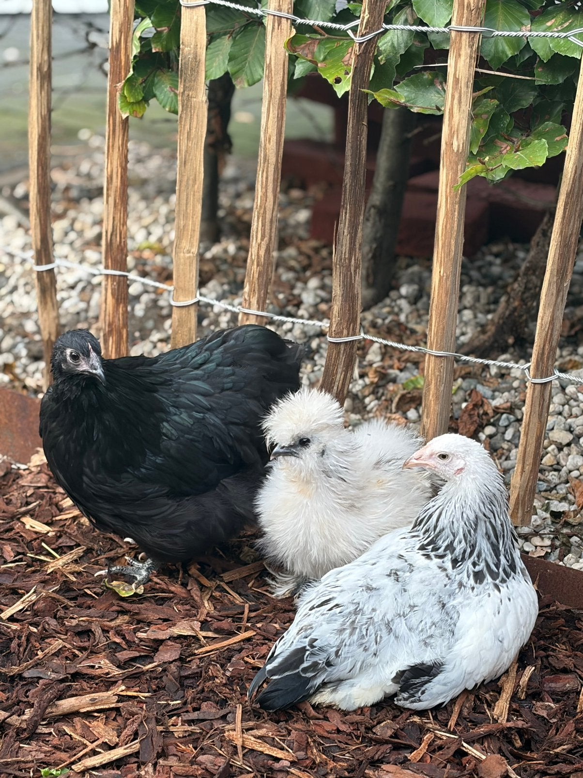 Brahma kriel en Orpington kriel te koop beide hen, Dieren en Toebehoren, Vrouwelijk, Kip
