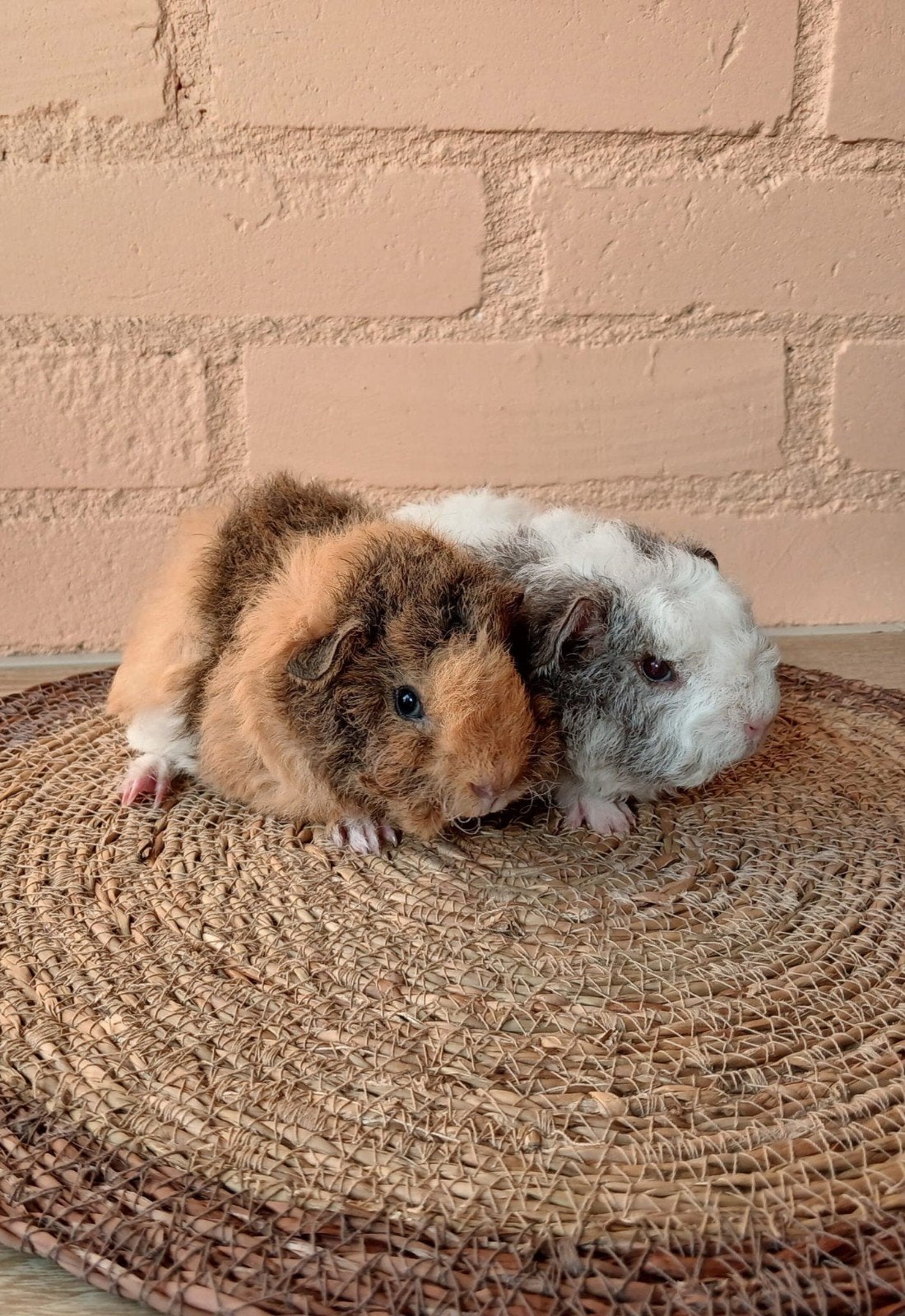 Lieve cavia beertjes teddy / rex mix - juli 2026, Cavia, Mannelijk, Juli, Tam