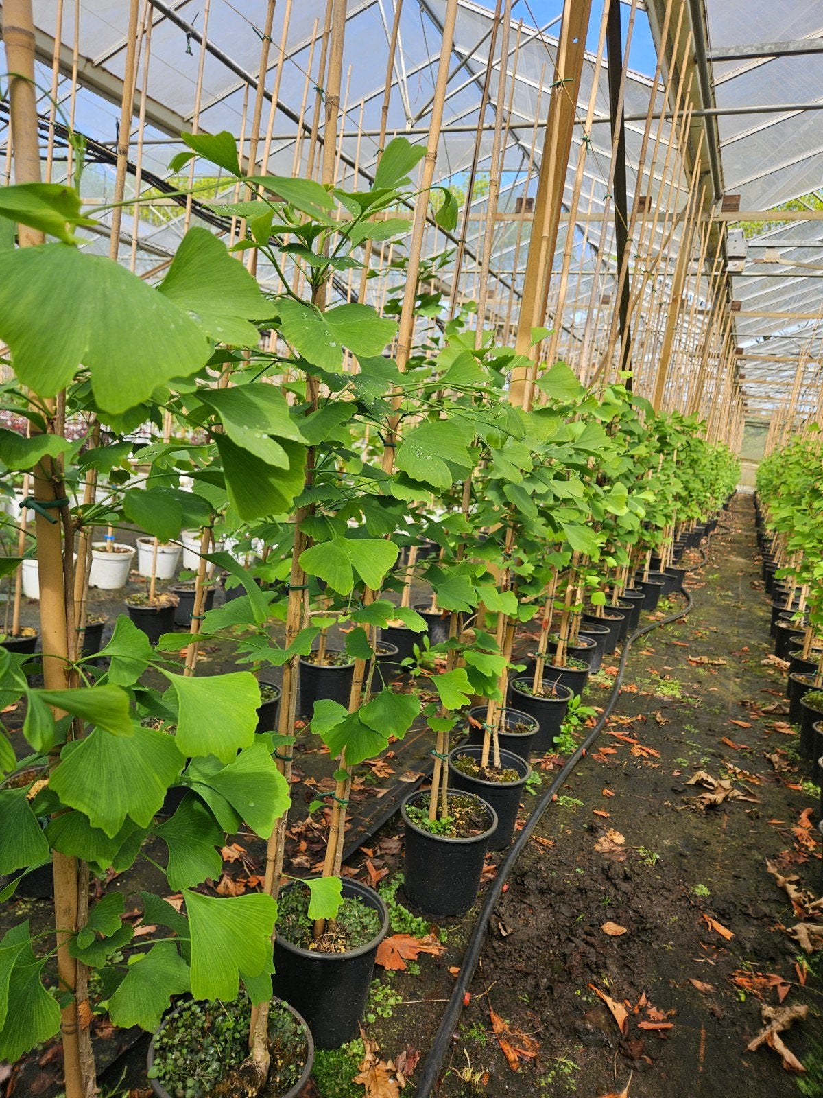 Gingko biloba te koop!, Tuin en Terras, Planten | Bomen, Bloeit niet, Halfschaduw, Overige soorten, 100 tot 250 cm