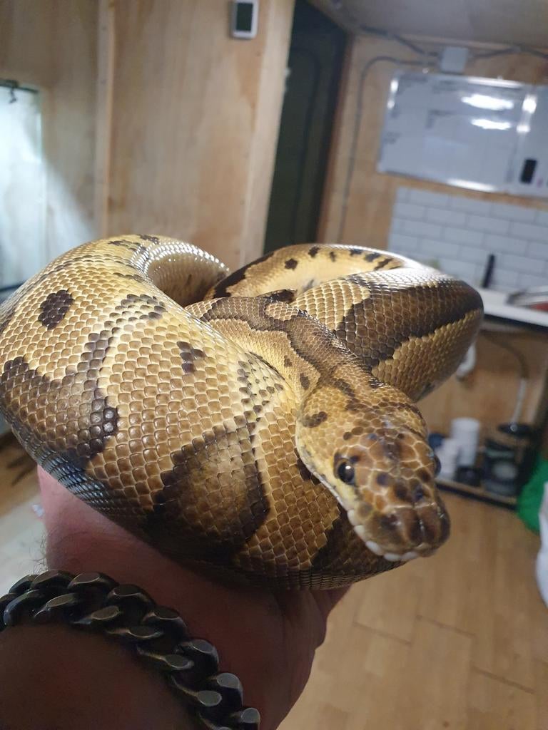 Koningspython vrouw Ball Python - female for sale from Richard