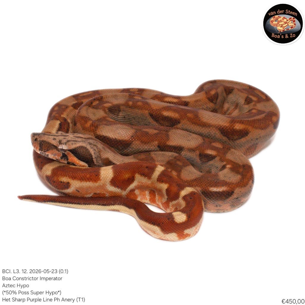 Boa Constrictor Imperator Litter 03 2026 Boa Constrictor photo 12