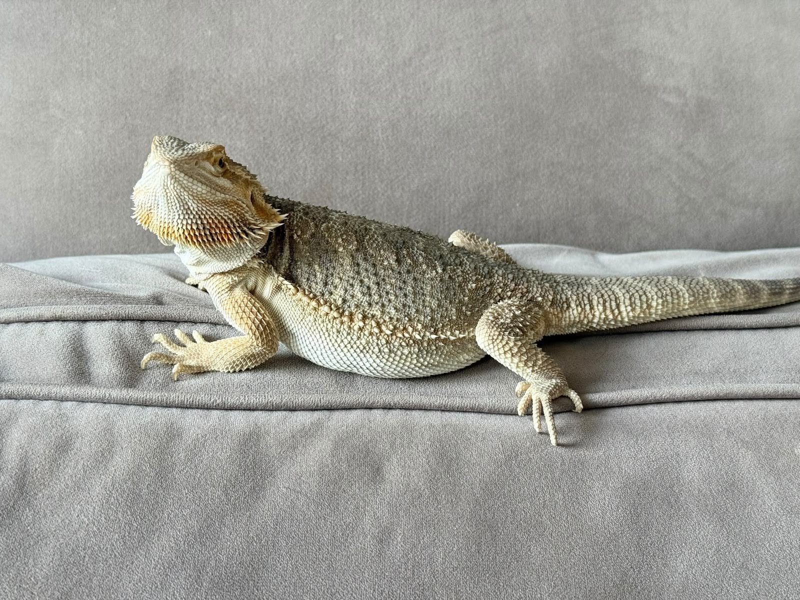 Baardagaam, Dieren en Toebehoren, Hagedis, Met terrarium, 0 tot 2 jaar