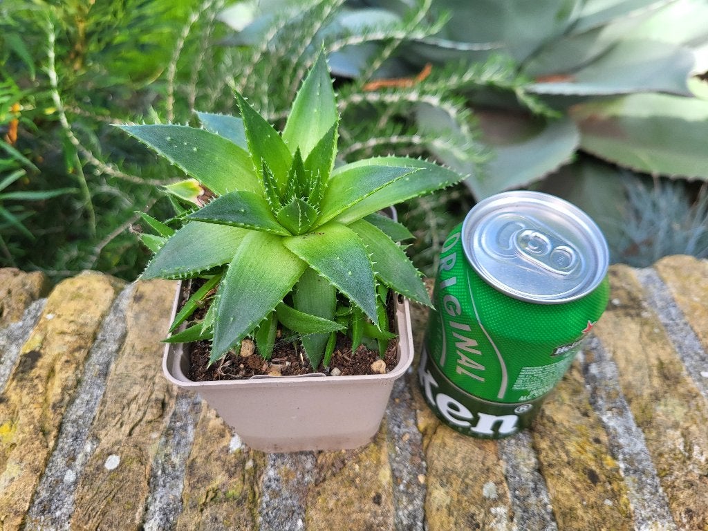 Aloe polyphylla X Aloe aristata, Volle zon, Vaste plant, Zomer, Ophalen