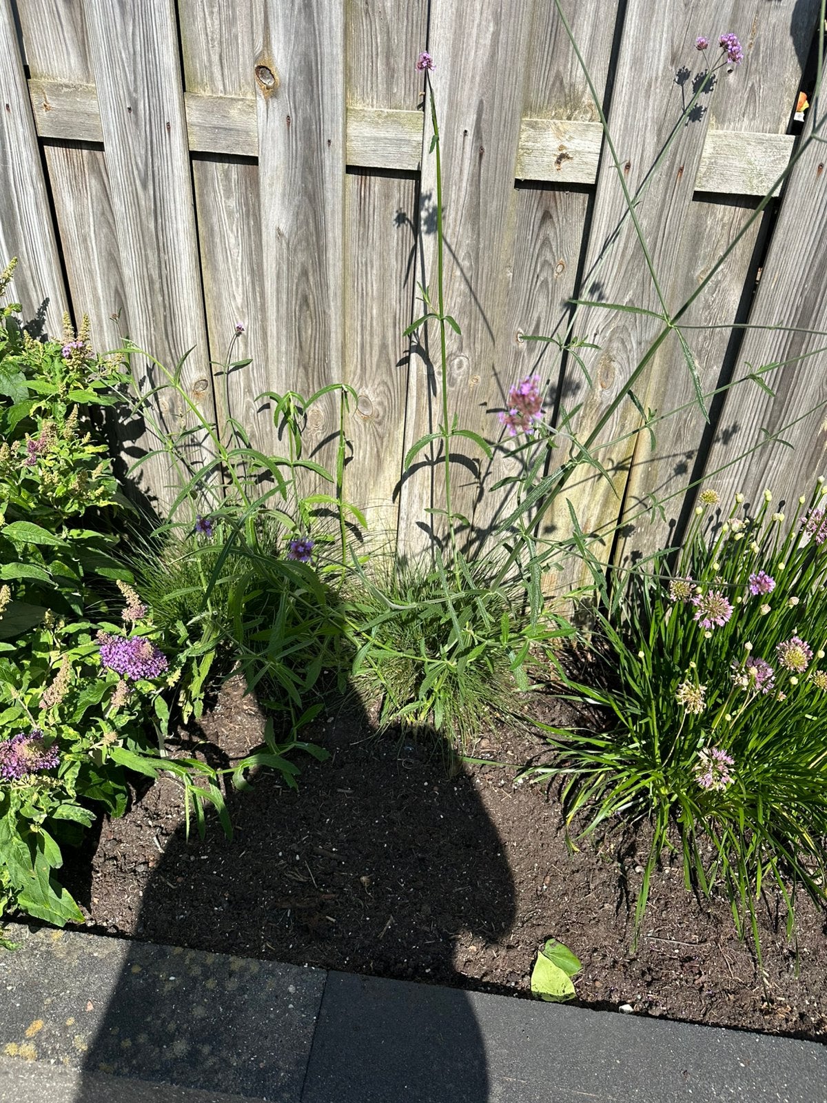 Verbena plantjes (stekjes), Tuin en Terras, Planten | Bomen, Overige soorten, 100 tot 250 cm, Zomer, Ophalen