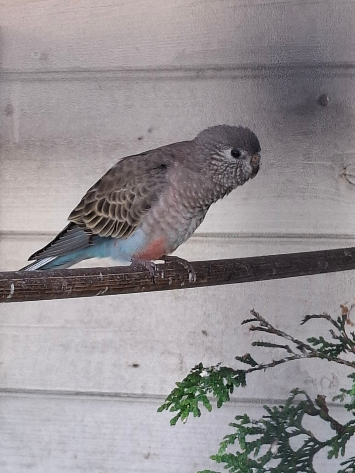 bourke parkiet, Dieren en Toebehoren, Geslacht onbekend, Parkiet, Geringd