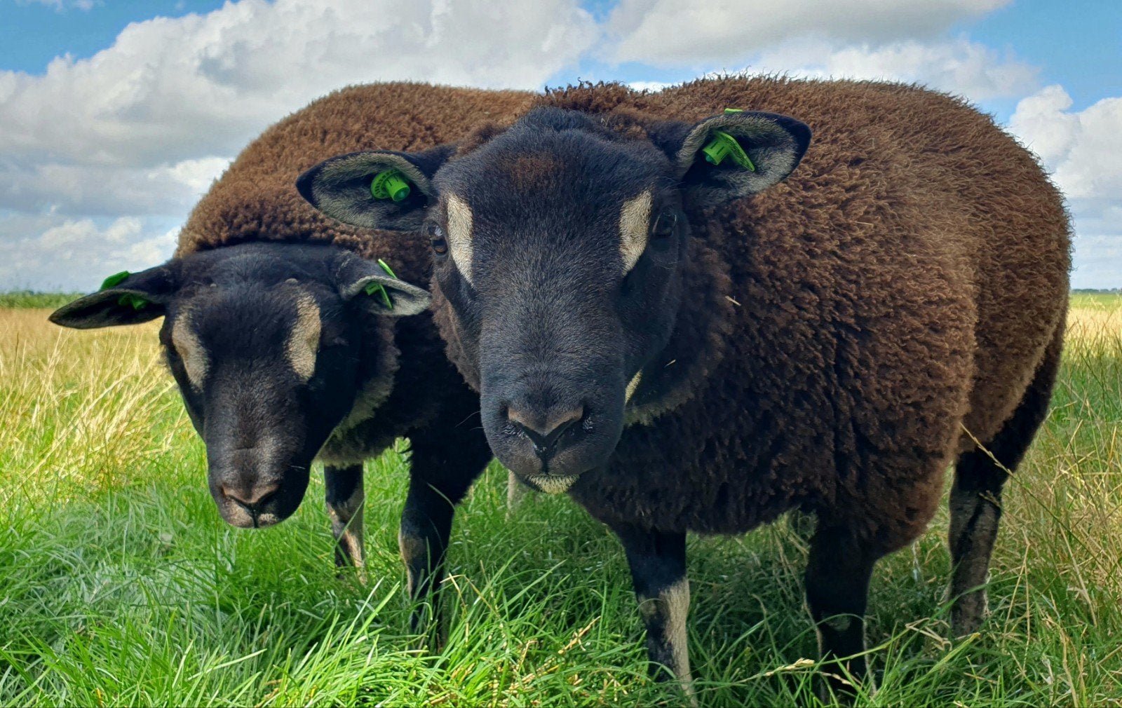 Beste dassenkop rammen te koop, Mannelijk, Schaap, 0 tot 2 jaar