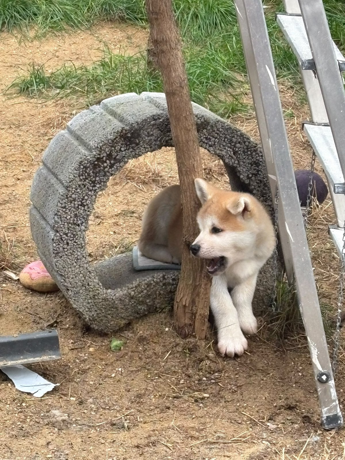 Japanse Akita pup reutje., Dieren en Toebehoren, Reu, CDV (hondenziekte), 8 tot 15 weken, Groot