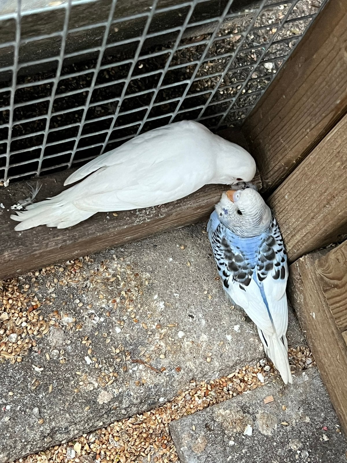 Jonge en koppels grasparkieten, Dieren en Toebehoren, Vogels | Duiven, Meerdere dieren, Overige soorten