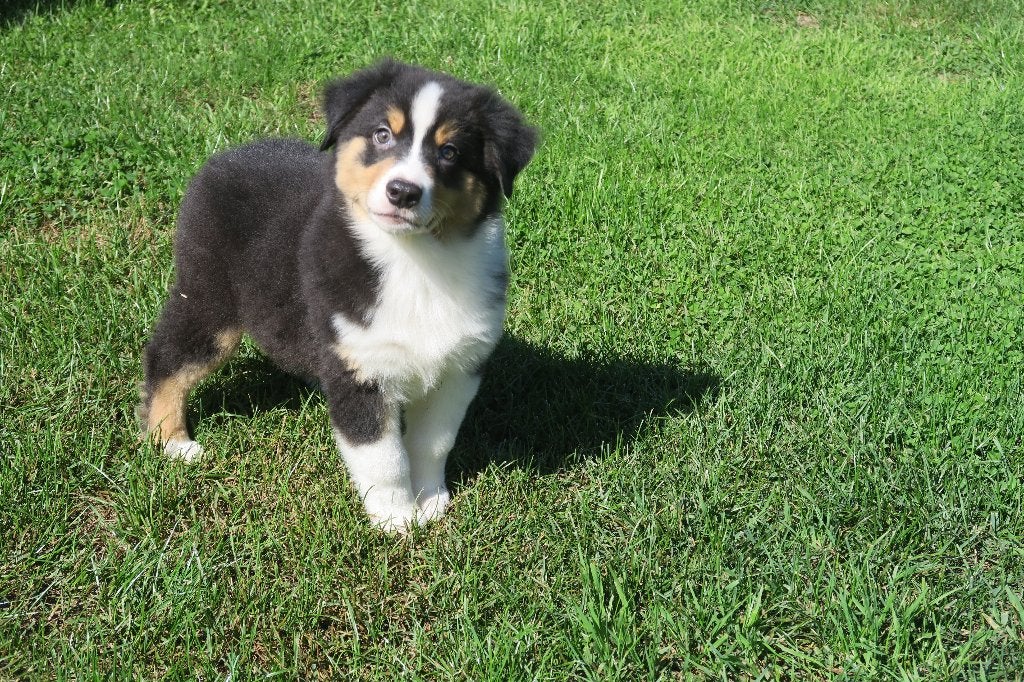 Foto 10 van Black Tri Australian Shepherd pups