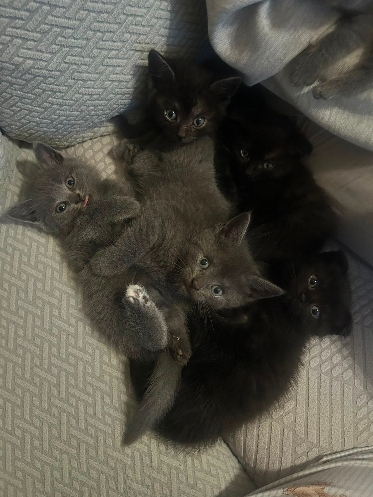 .., Dieren en Toebehoren, Katten en Kittens | Raskatten | Korthaar, Poes, 0 tot 2 jaar