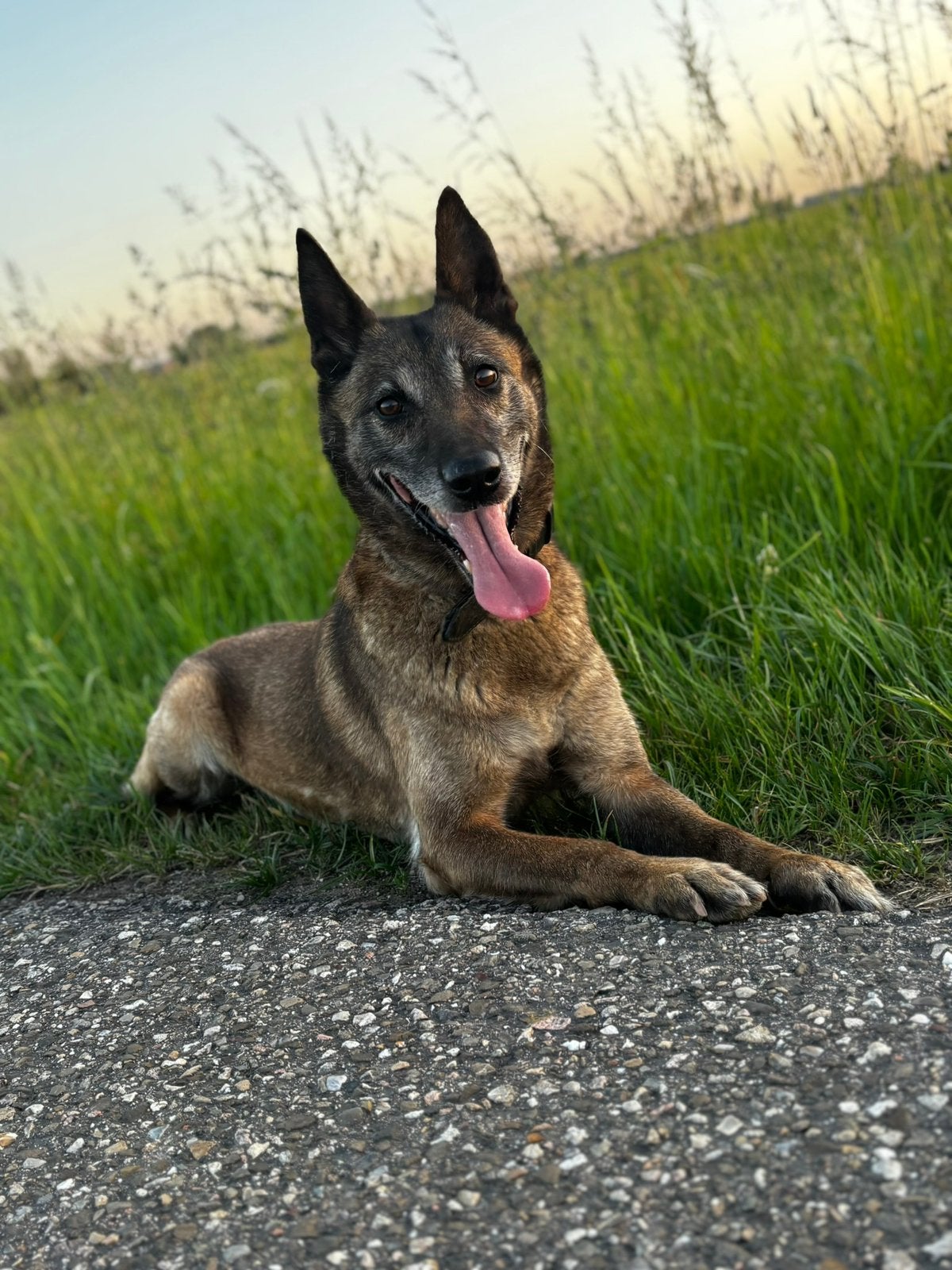 SPOED!!!! Lees omschrijving goed!!!, Dieren en Toebehoren, Honden | Herdershonden en Veedrijvers, Teef, Herder, Particulier, Meerdere