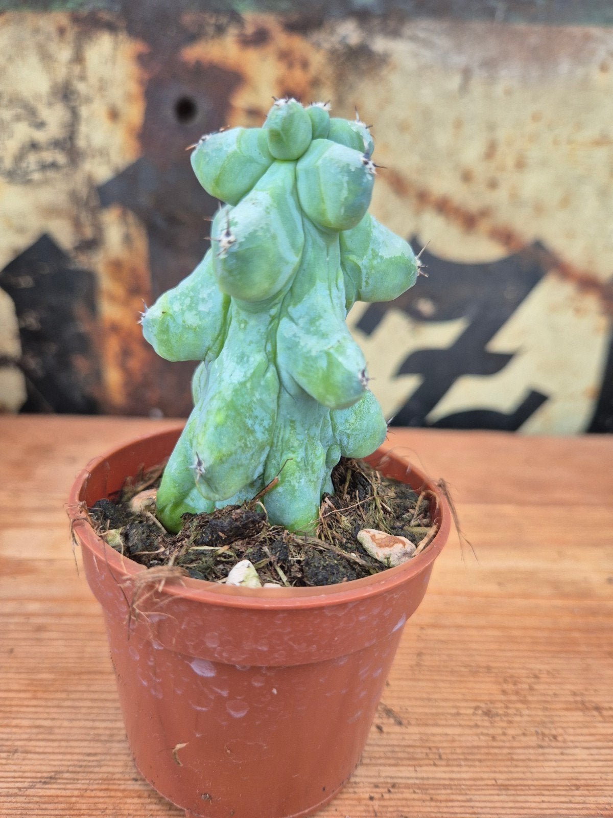 Cactus Myrtillocactus geometrizans Fukurokuryuzinboku p7 (8), Ophalen of Verzenden, Cactus, Volle zon, Minder dan 100 cm