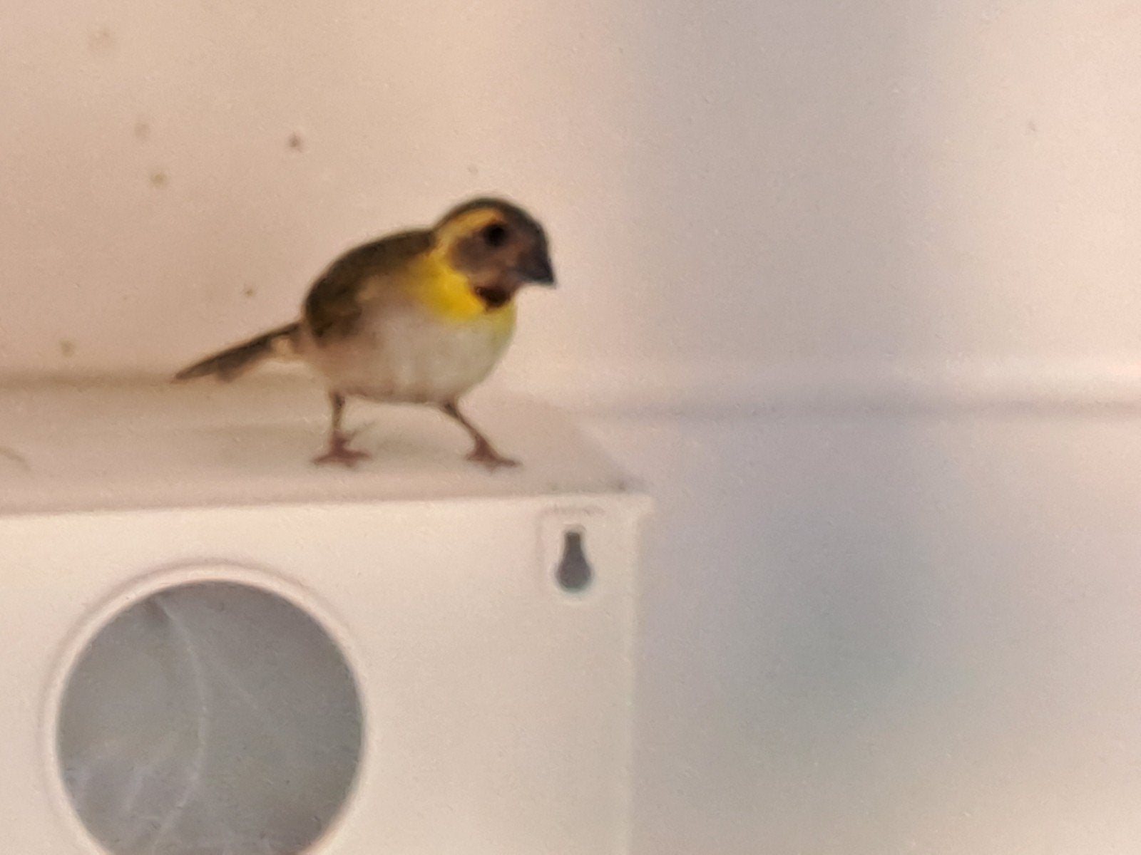 Cubavink, Dieren en Toebehoren, Vrouwelijk