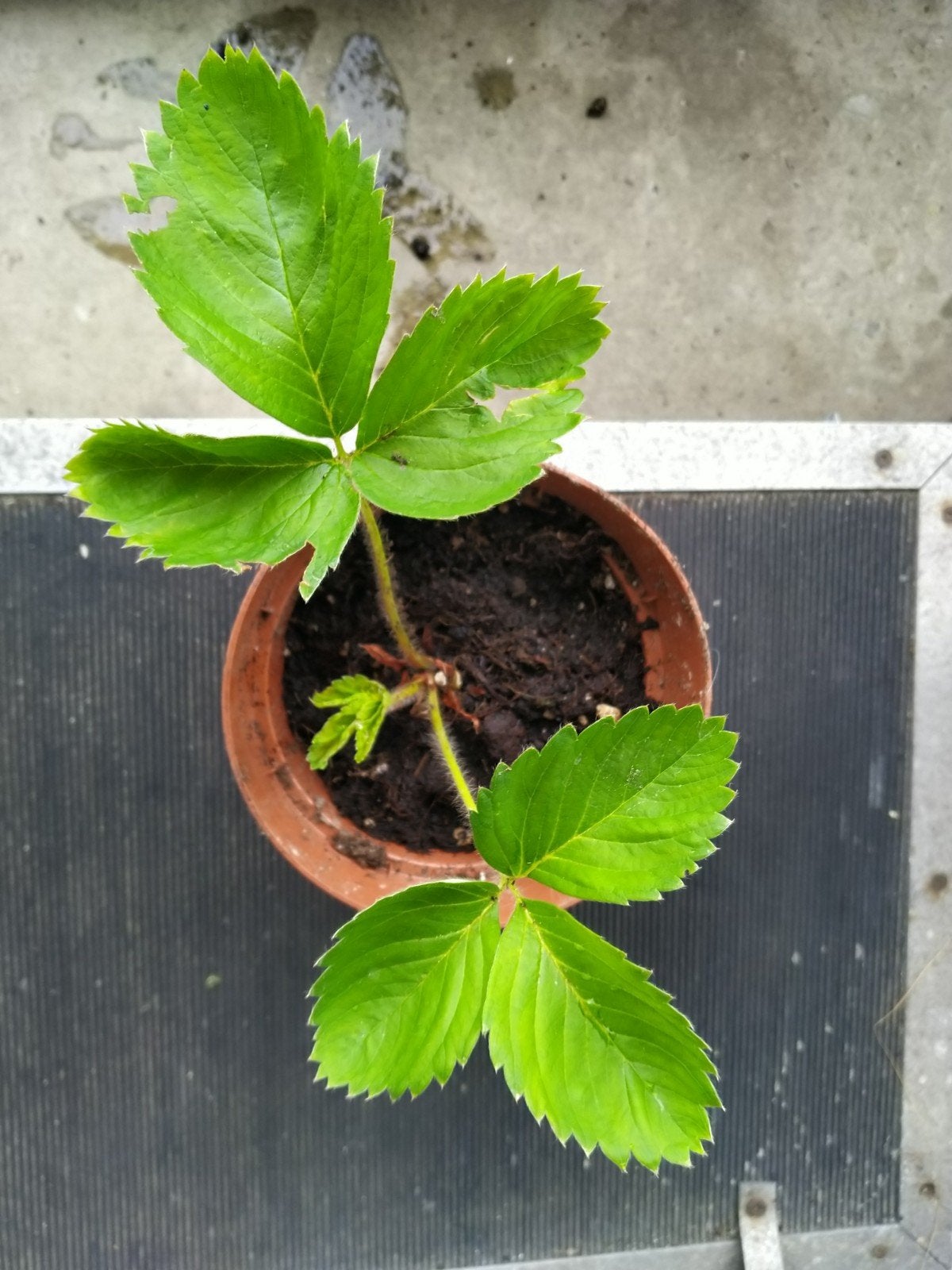 Aardbei plant, Tuin en Terras, Planten | Fruitbomen, Ophalen, Minder dan 100 cm, Overige soorten, In pot