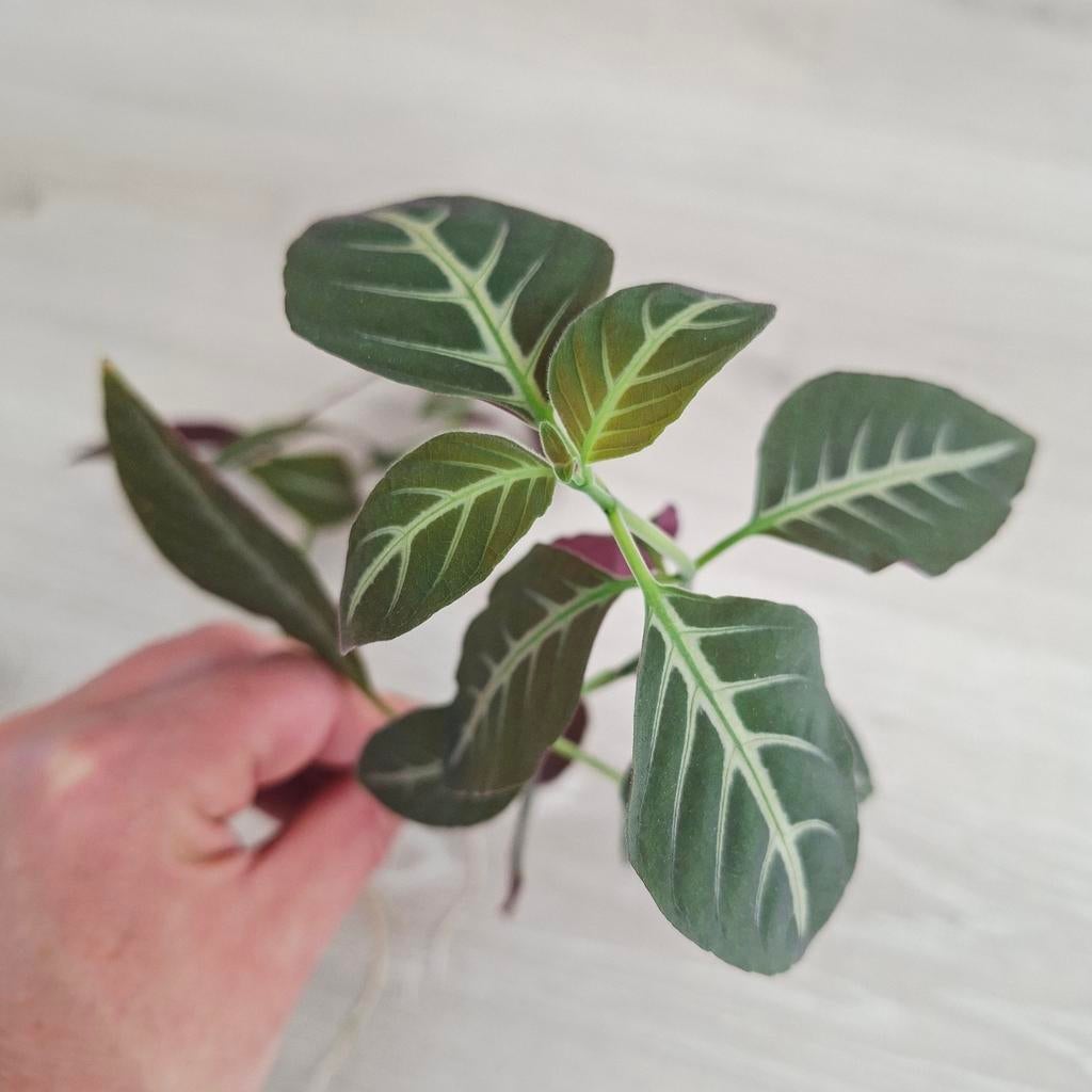 Ruellia makoyana stekjes, Ophalen of Verzenden, Halfschaduw, Minder dan 100 cm