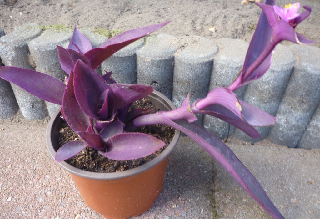 600 TRADESCANTIA PALLIDA (paars plantje), Tuin en Terras, Overige soorten, Vaste plant, Ophalen of Verzenden, Halfschaduw