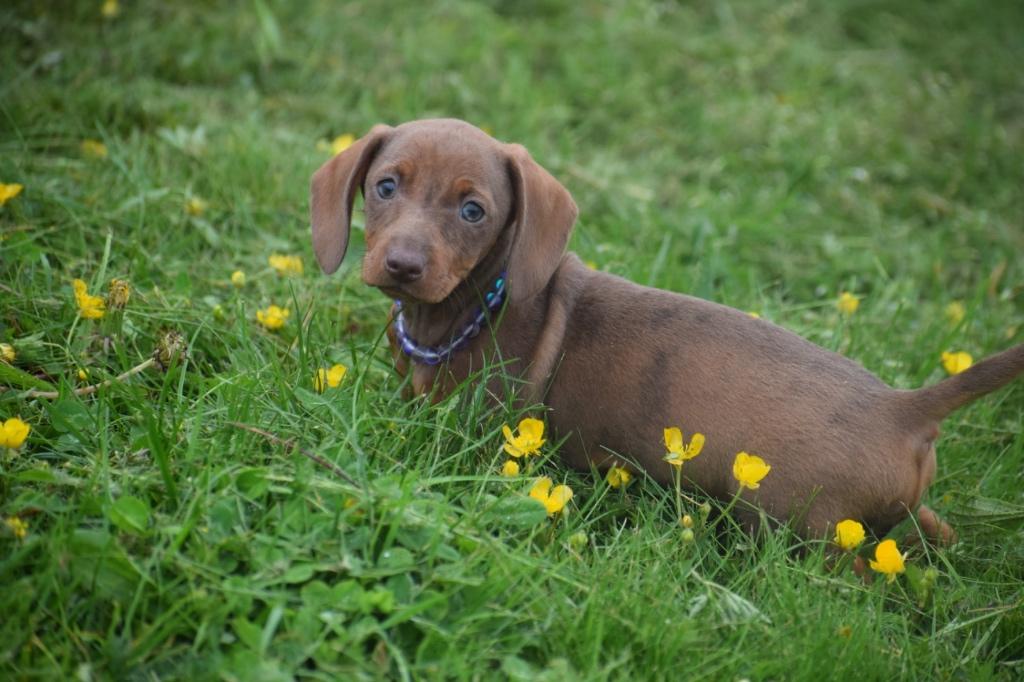 Teckel pups Dachhund pup, 15 weken tot 1 jaar, Dwerg, Parvo, Meerdere
