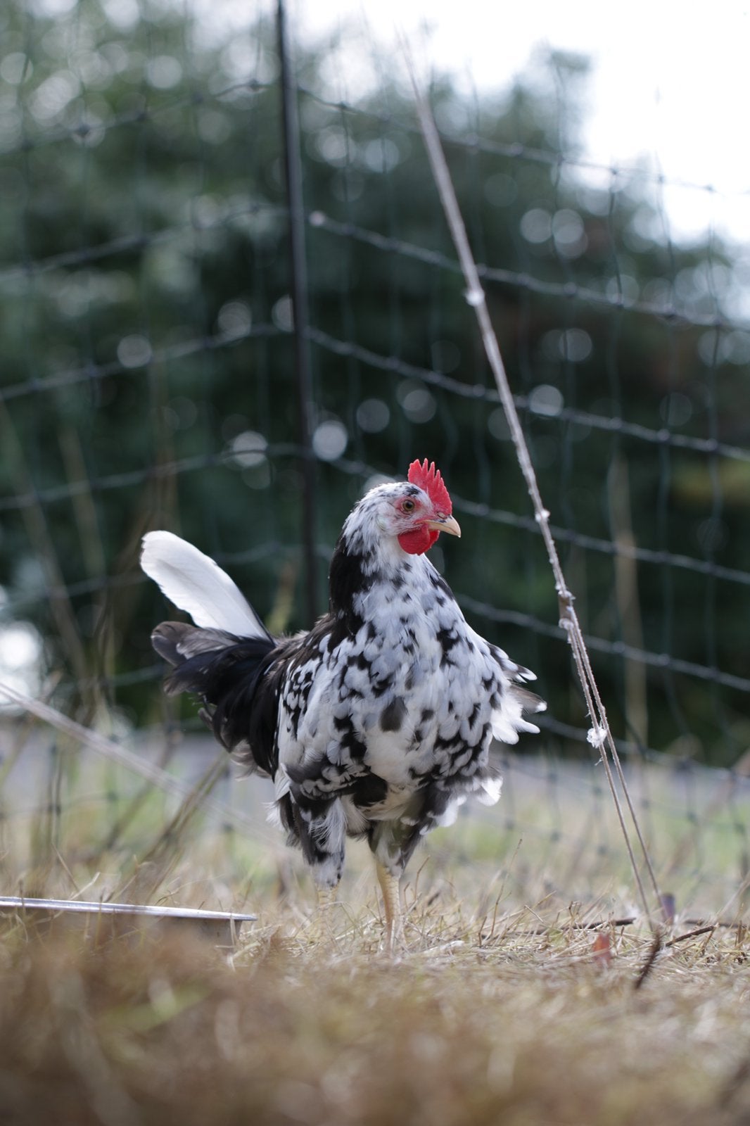 5 jonge Bonte Leghorn hanen, Dieren en Toebehoren, Pluimvee, Mannelijk, Kip