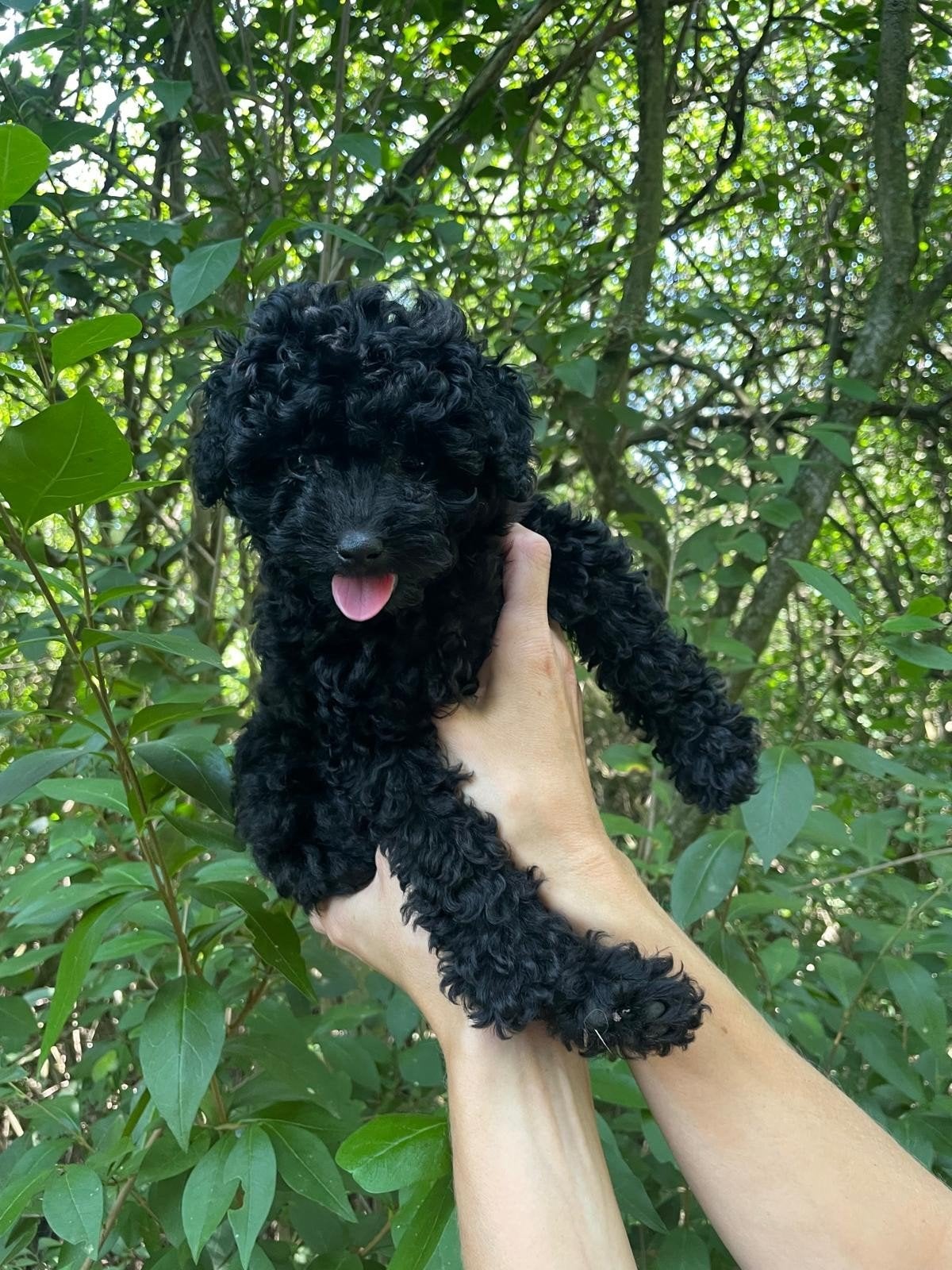 x Dwergpoedel pups, Parvo, Overige rassen, 8 tot 15 weken, Meerdere