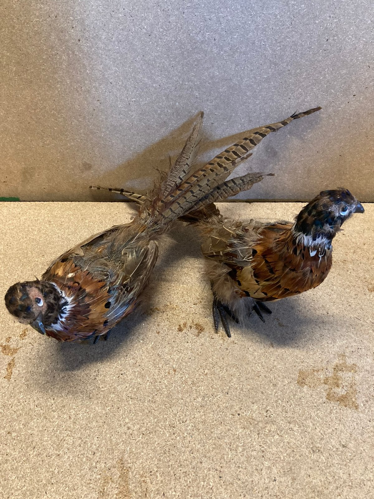 2 opgezette fazanten, Ophalen of Verzenden, Gebruikt, Vogel, Opgezet dier