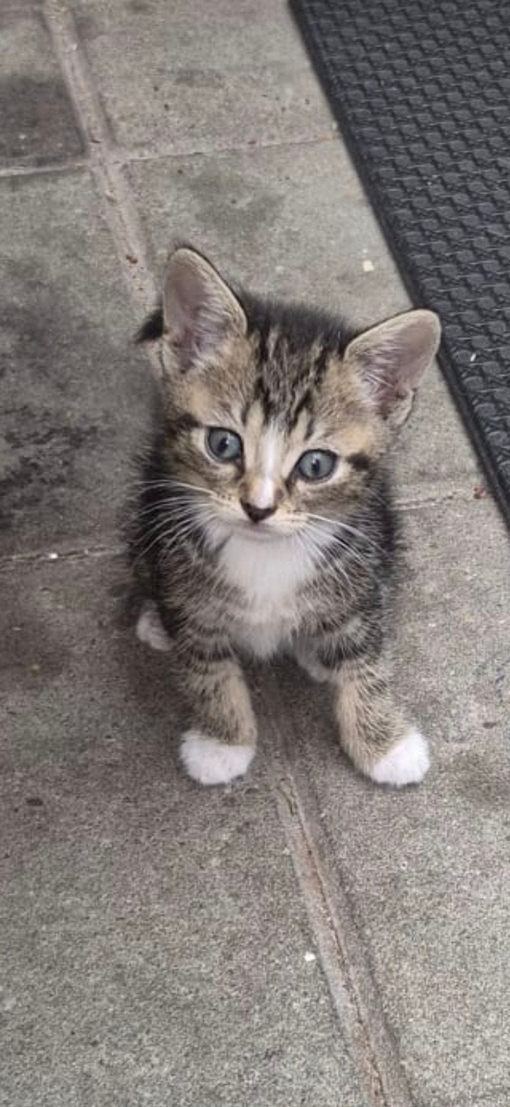 Kittens
