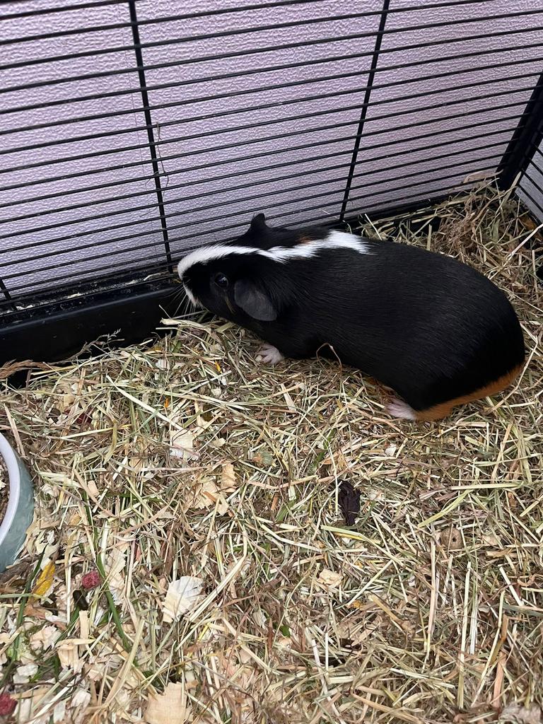 Leuke cavia (vader&moeder), Cavia, Januari, Meerdere dieren, Tam