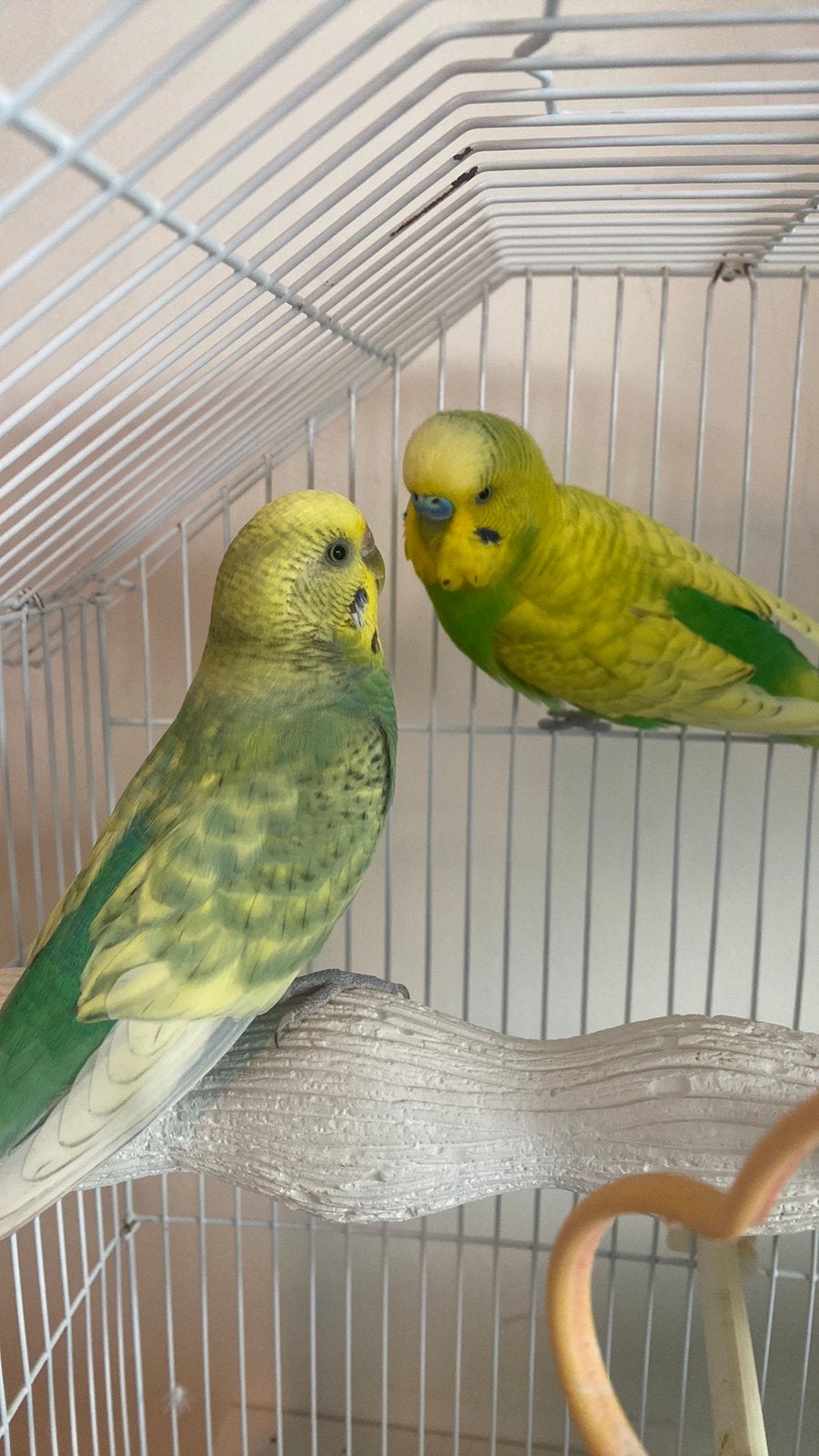 Twee grasparkietjes mannetje en vrouwtje, Meerdere dieren, Parkiet