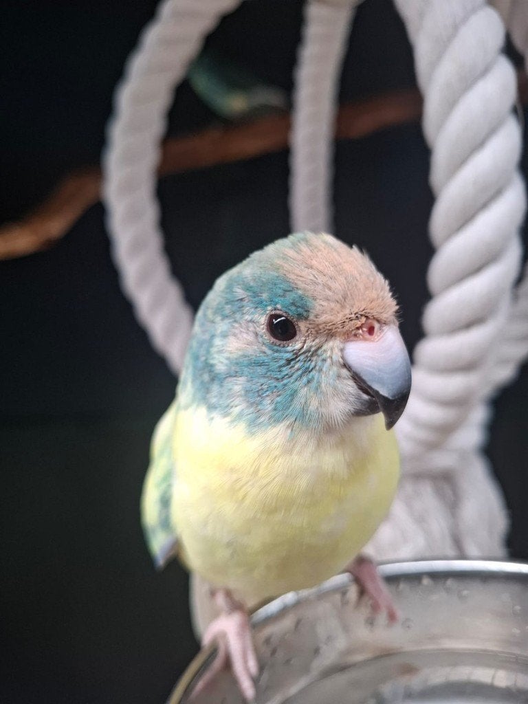 5 kakariki's, Meerdere dieren, Parkiet