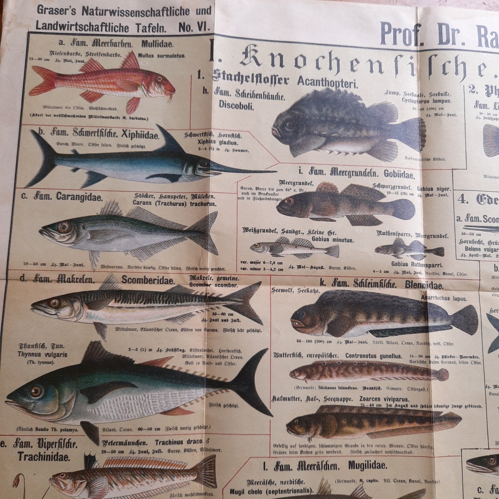 Antieke Duitse Poster of Schoolplaat Duitse Inheemse Vissen, Verzenden, Natuur en Biologie