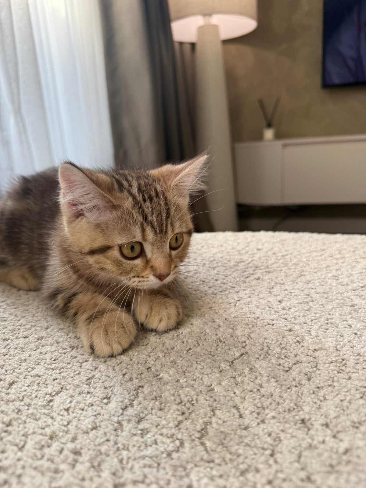 Prachtige Britse Korthaar Chocolate Golden Kitten te Koop, Meerdere dieren, Ontwormd